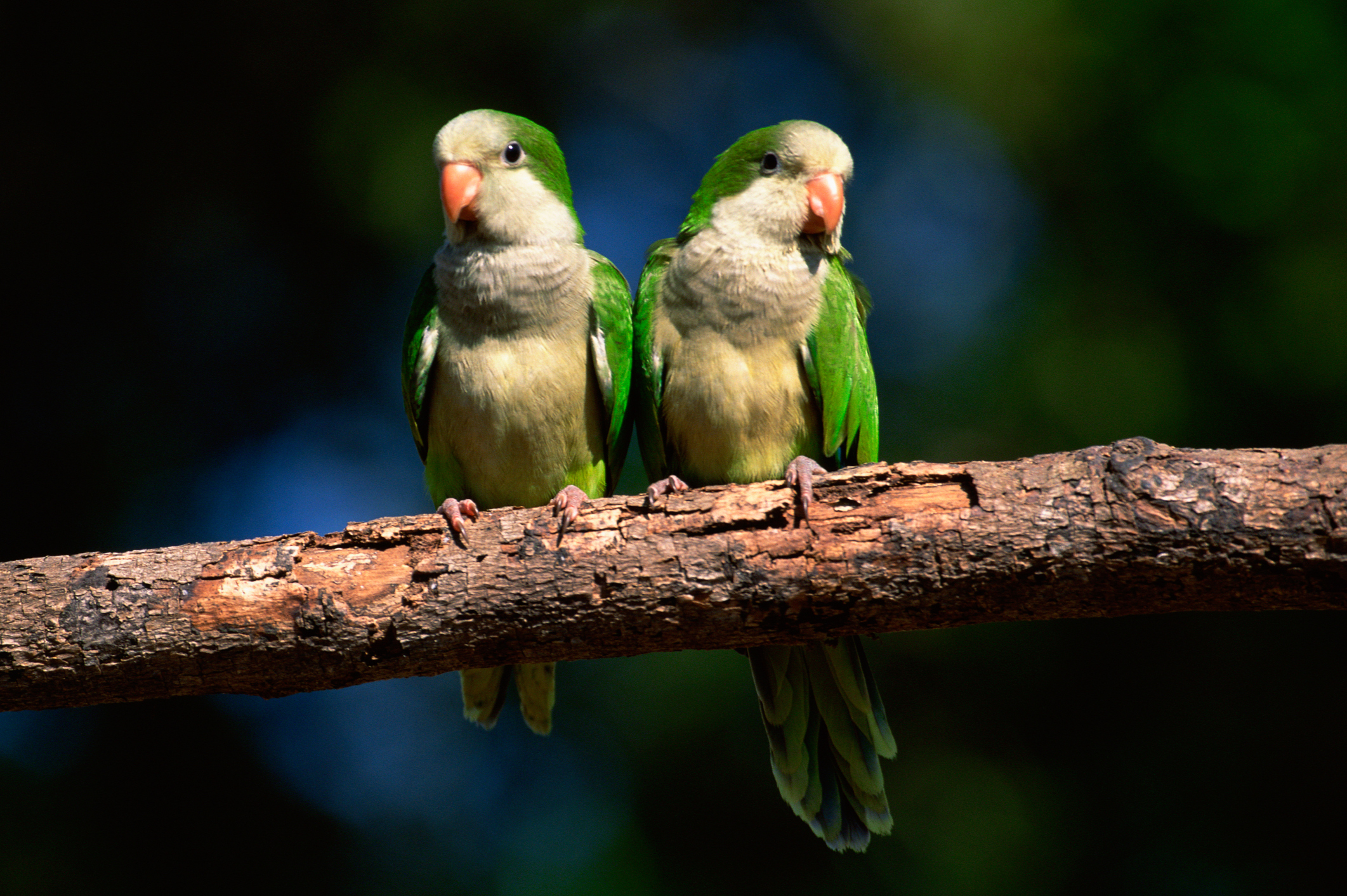 Pericos monjes invaden la CDMX , una bella especie carismática pero muy competitiva