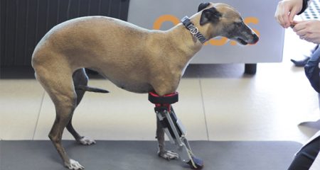 Veterinarios imprimen la primera pierna 3D en México para una perrita accidentada