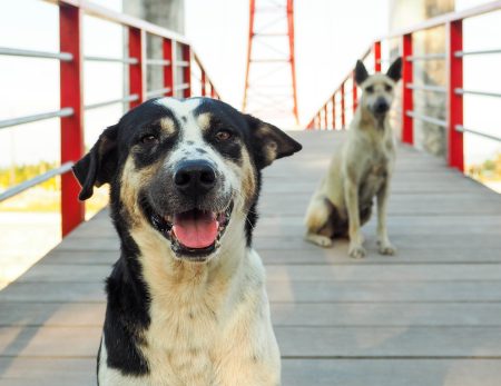 Perroomies, adopta a un perro para la cuarentena y un amigo para toda la vida