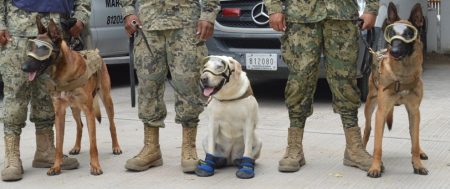 Perros binomio: rescatistas primordiales en los derrumbes ocasionados por el sismo