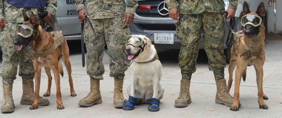 Perros binomio: rescatistas primordiales en los derrumbes ocasionados por el sismo