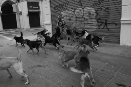 ¿Tienes perro? Estas son las nuevas medidas para evitar los perros callejeros en CDMX