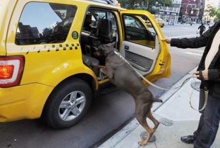 3 servicios de transporte pet friendly en la ciudad