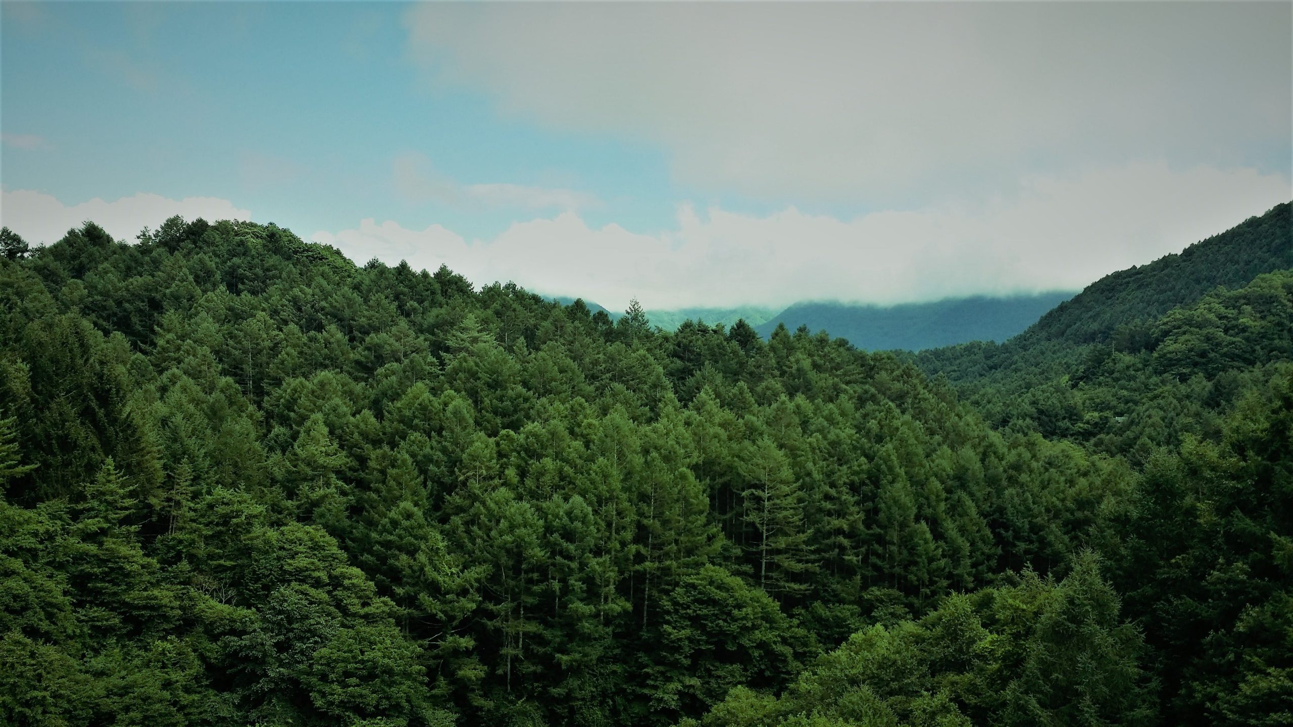 México tiene uno de los programas de reforestación más grandes del mundo