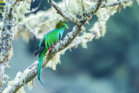 El hermoso quetzal en su hábitat: serpiente emplumada en pleno vuelo (VIDEO)