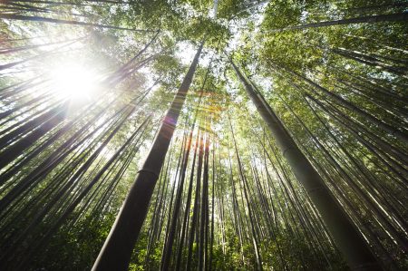 El bosque de bambú en México es un improbable lugar que te cautivará