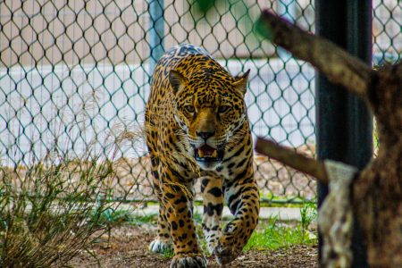 Inteligencia artificial es utilizada para la identificación de los jaguares en México