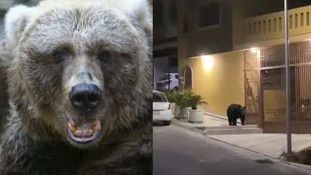 Así se ve el mundo cuando los animales toman las ciudades (FOTOS)