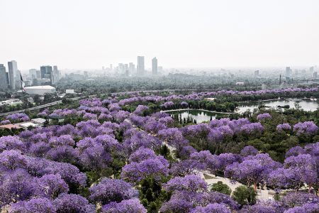 Detalles sobre el Plan Maestro de Chapultepec de Alberto Kalach (FOTOS)