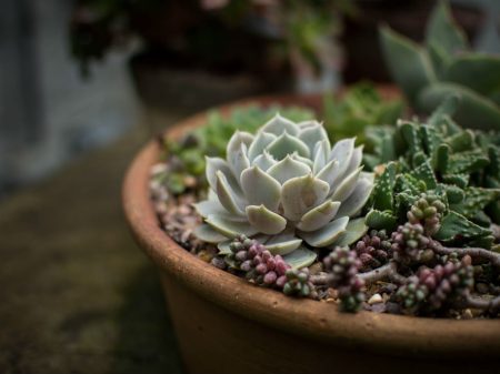 Abastécete de plantas en la cuarta edición del Plant Fest