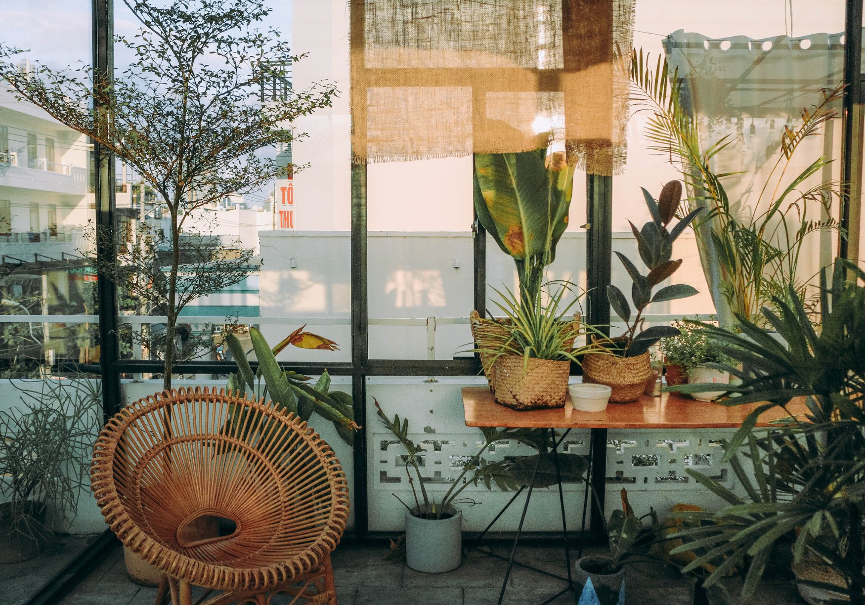 Plantas a domicilio en la Ciudad de México