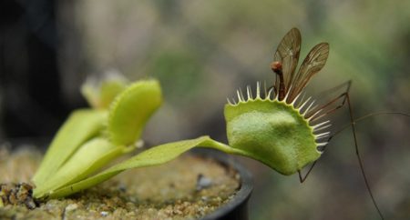 Razones para no perderse el Bazar de Plantas Carnívoras