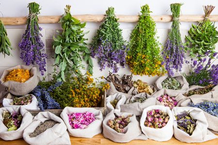 Todo listo para la primera feria de plantas medicinales