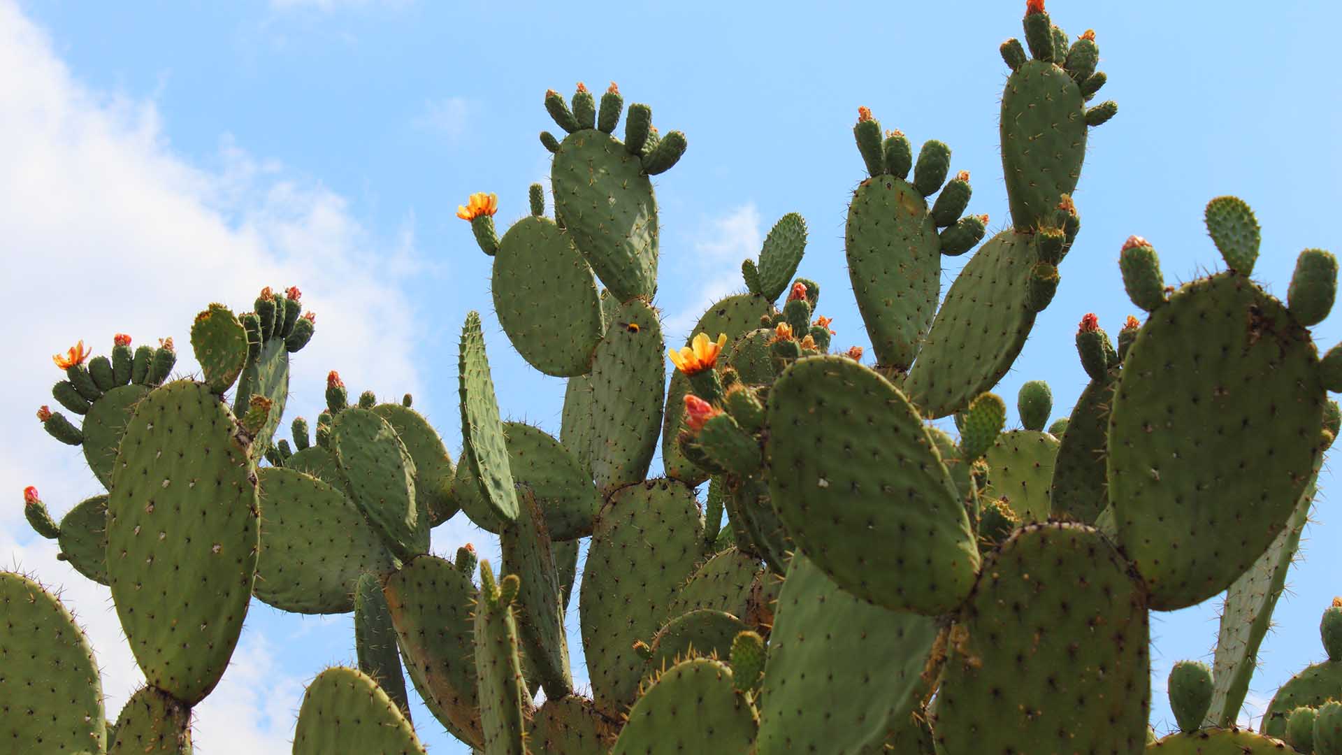 plantas