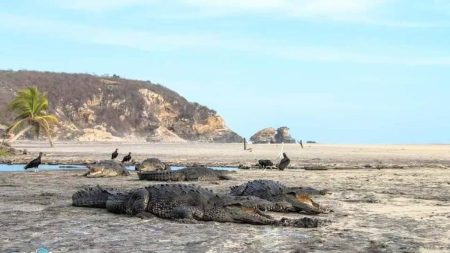 Cocodrilos se pasean por las playas de Oaxaca durante la cuarentena