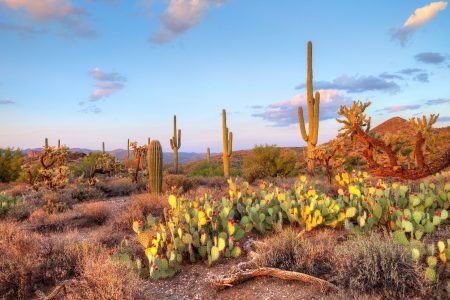 Silencio y poesía visual: fascinantes postales de los desiertos mexicanos