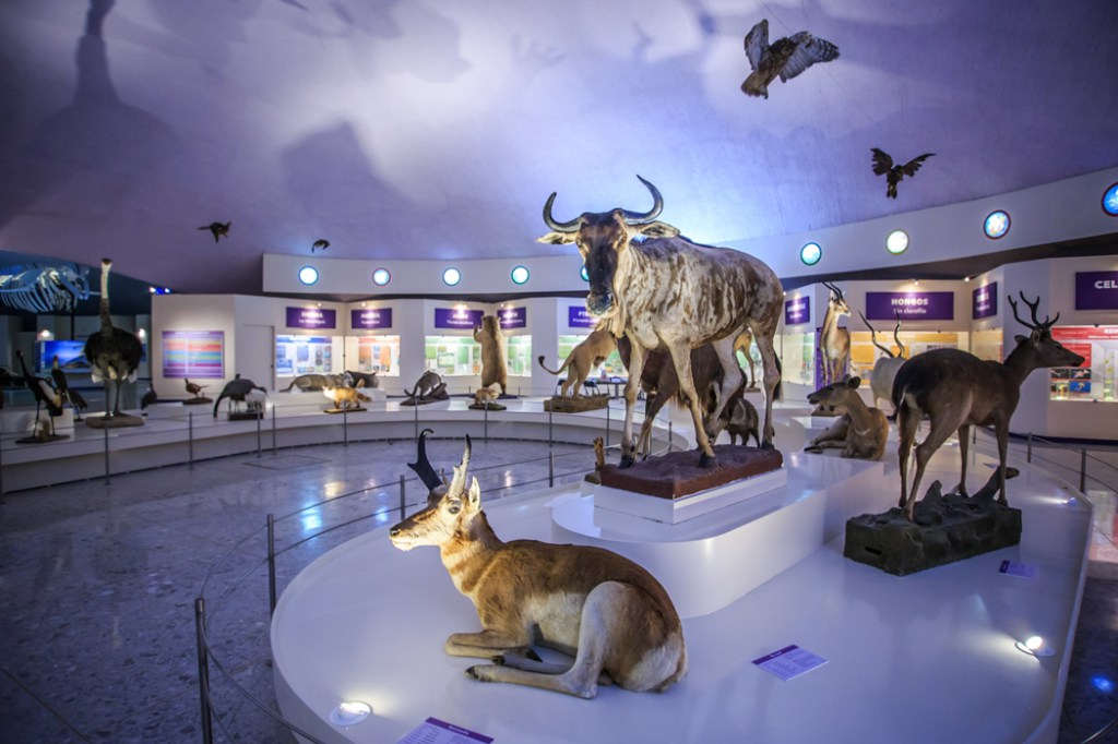 Osos polares, insectos raros y dinosaurios: el Museo de Historia Natural