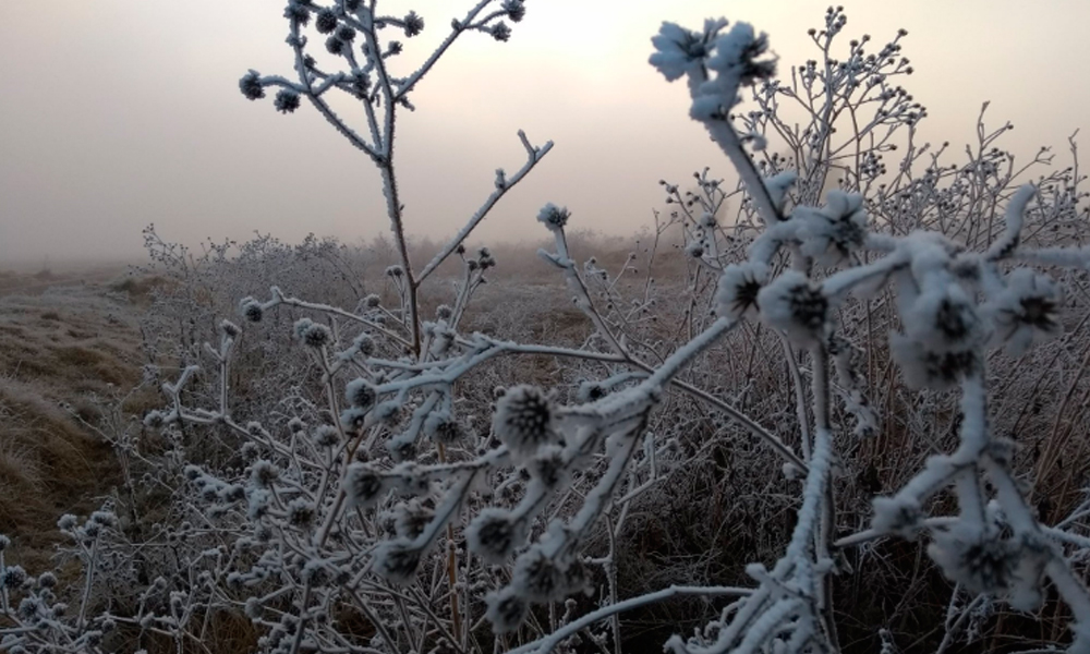 Poéticas postales de México bajo la nieve