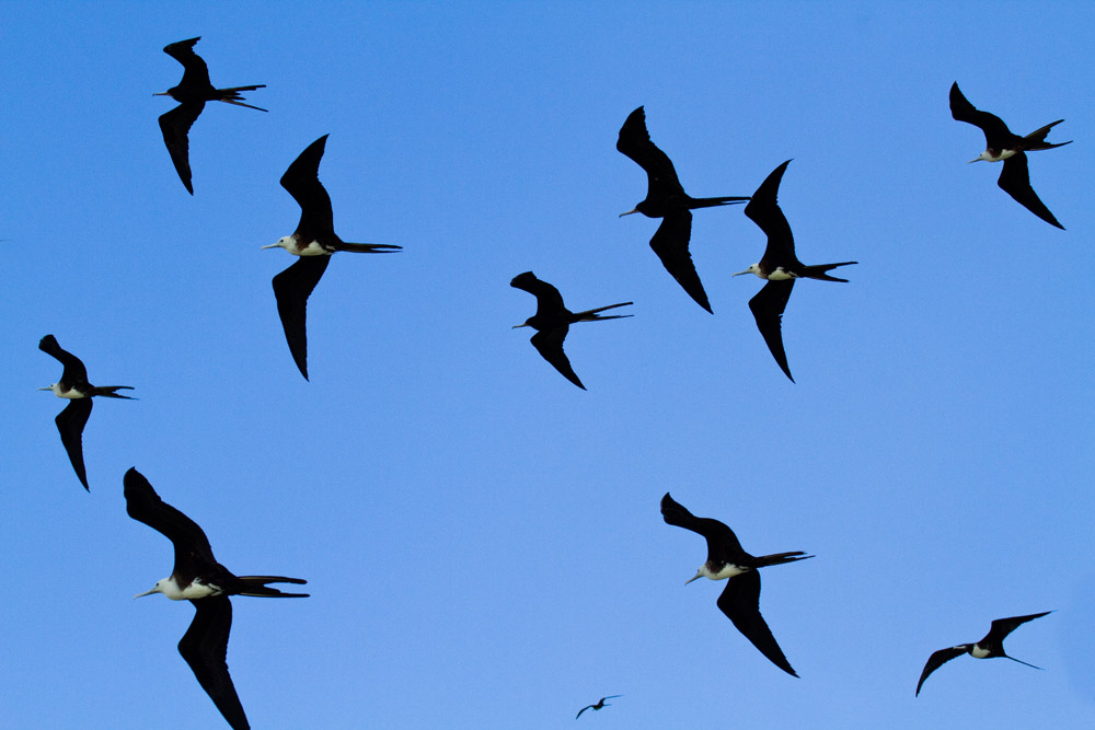 Breve atlas de aves endémicas de México