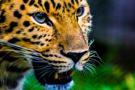 Censo de jaguares mexicanos ayudará a preservar el patrimonio natural de la especie