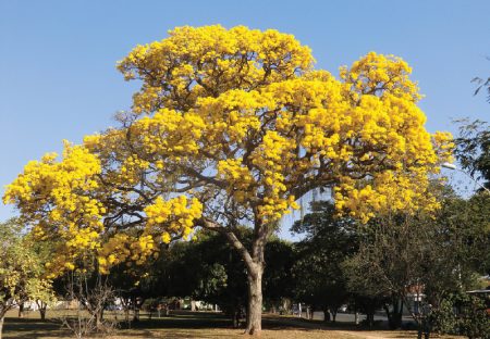 Árbol primavera o Tabebuia, los colores dorados que llegan en marzo a la CDMX