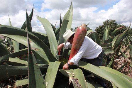 Maguey, Pulque y pulquerías podrán ser Patrimonio Biocultural de la CDMX