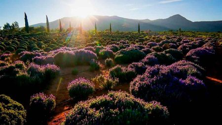 Rancho de las Barrancas y sus exóticos campos de lavanda