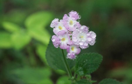 Semillas encontradas en Túnel de la Serpiente, podrán revivir la flor nativa mexicana