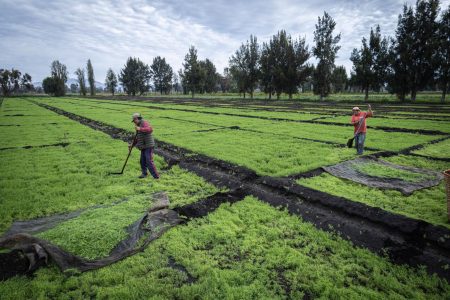 200 toneladas de romeritos de Tláhuac están listas para Semana Santa