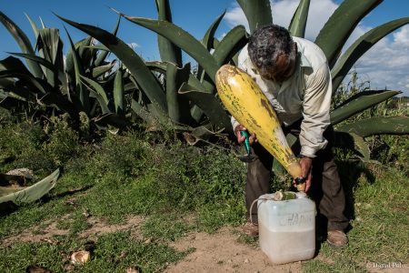 Hidalgo crea la Ruta del Pulque y busca su denominación de origen