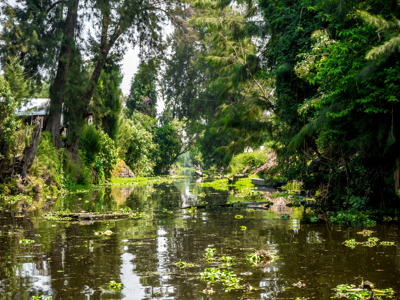 Xochimilco está en peligro (y tu puedes ayudar a evitar su extinción)