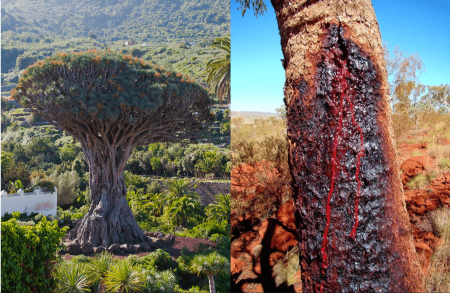 Sangre de Drago, una resina de árbol con propiedades medicinales