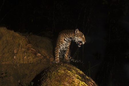 Santiago Gibert: un precioso registro fotográfico de la biodiversidad mexicana