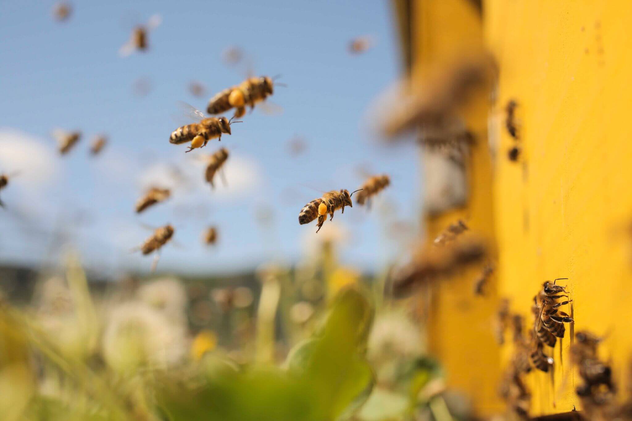 7 pasos sencillos para ayudar a  salvar a las abejas de la CDMX