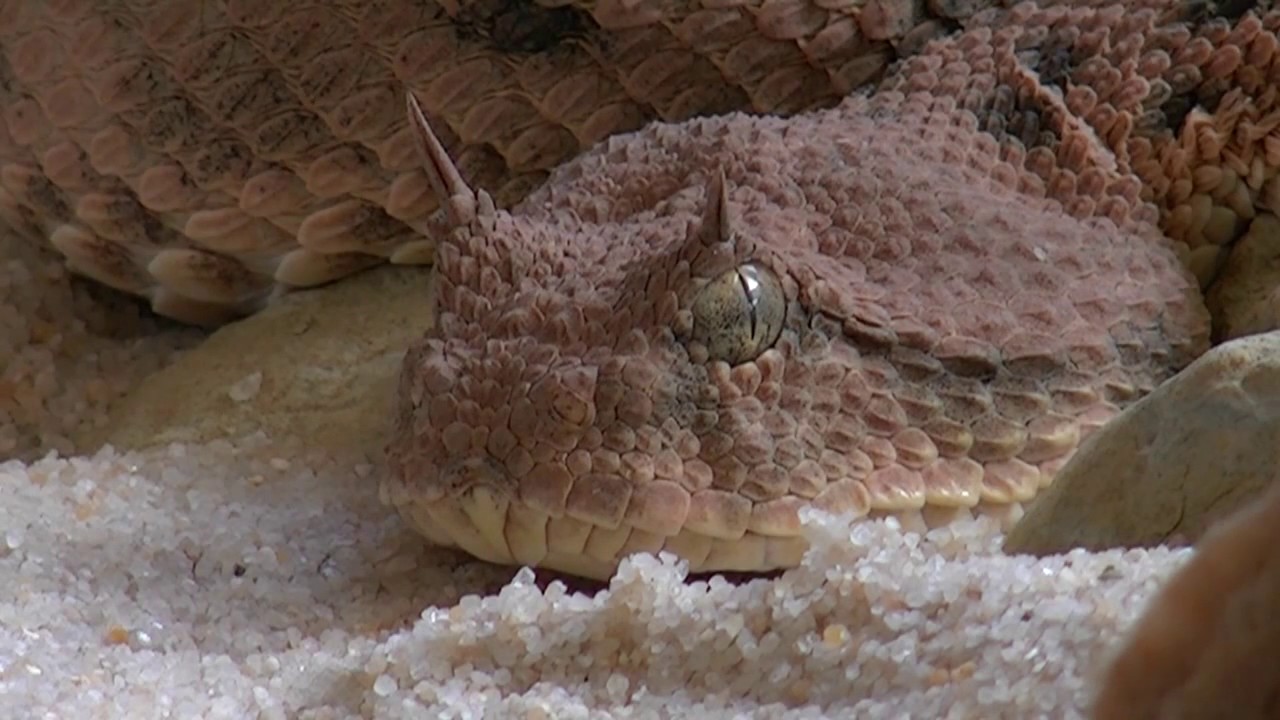 La serpiente cornuda es una especie endémica de México venerada en la antigüedad