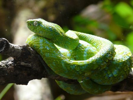 México es el país con más especies de serpientes venenosas en el mundo