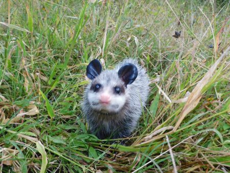 Sicarú: refugio del único marsupial mexicano, el fascinante tlacuache