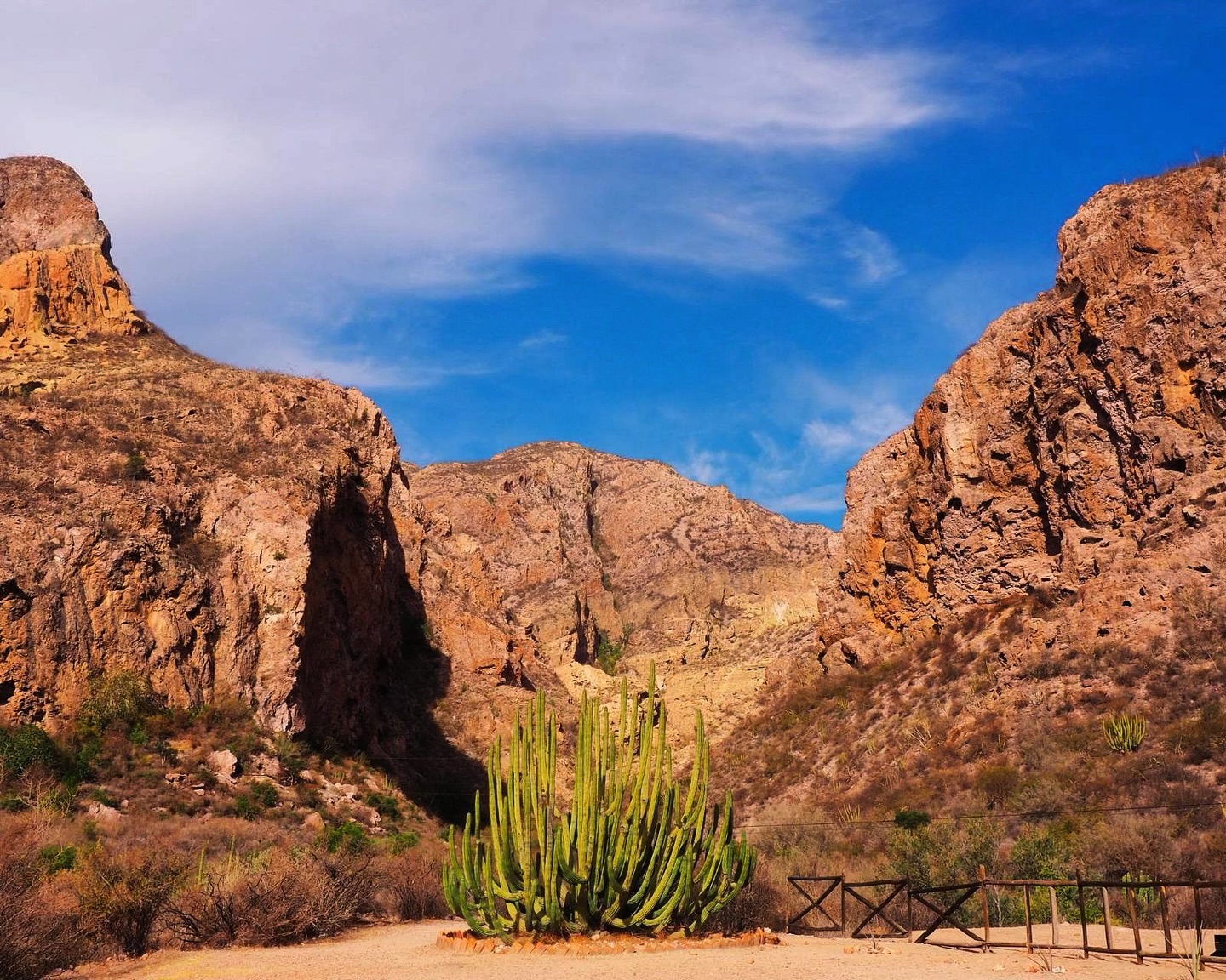 ¿Por qué es tan importante cuidar la gran variedad de cactus que tenemos en México? 