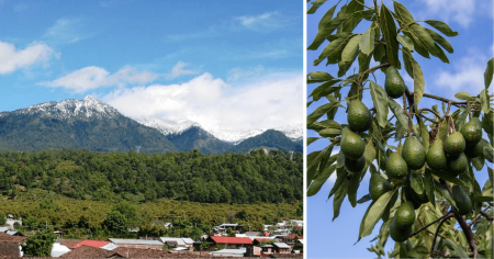 Tancítaro la ciudad michoacana que le rinde tributo al aguacate