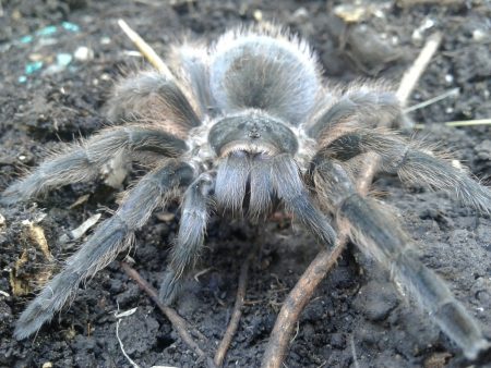 Tarántula del Pedregal: la hermosa especie endémica de la CDMX