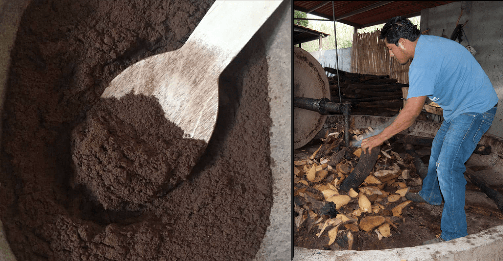 Jóvenes zapotecas impulsan la industria del polvo de Tepezcohuite