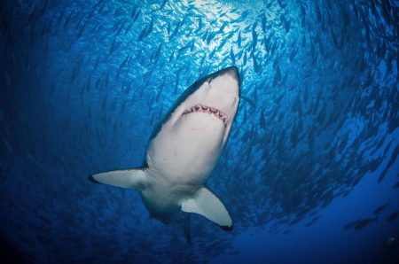 Adiós a las excursiones turísticas para bucear con tiburones en territorio mexicano