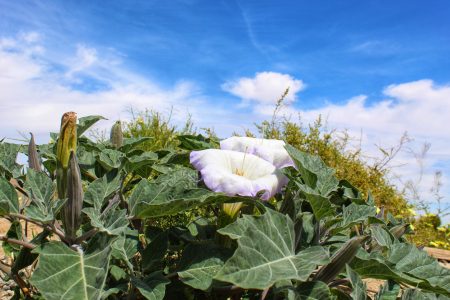 4 plantas sagradas que crecen en las calles de la ciudad