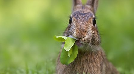 5 preciosos animales endémicos de la CDMX que están en peligro de extinción