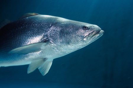 Totoaba es considerado el pez más caro del mundo y es mexicano