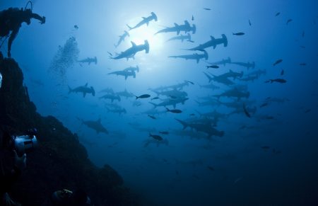 El Tratado de Alta Mar protegerá la mega biodiversidad marina de México