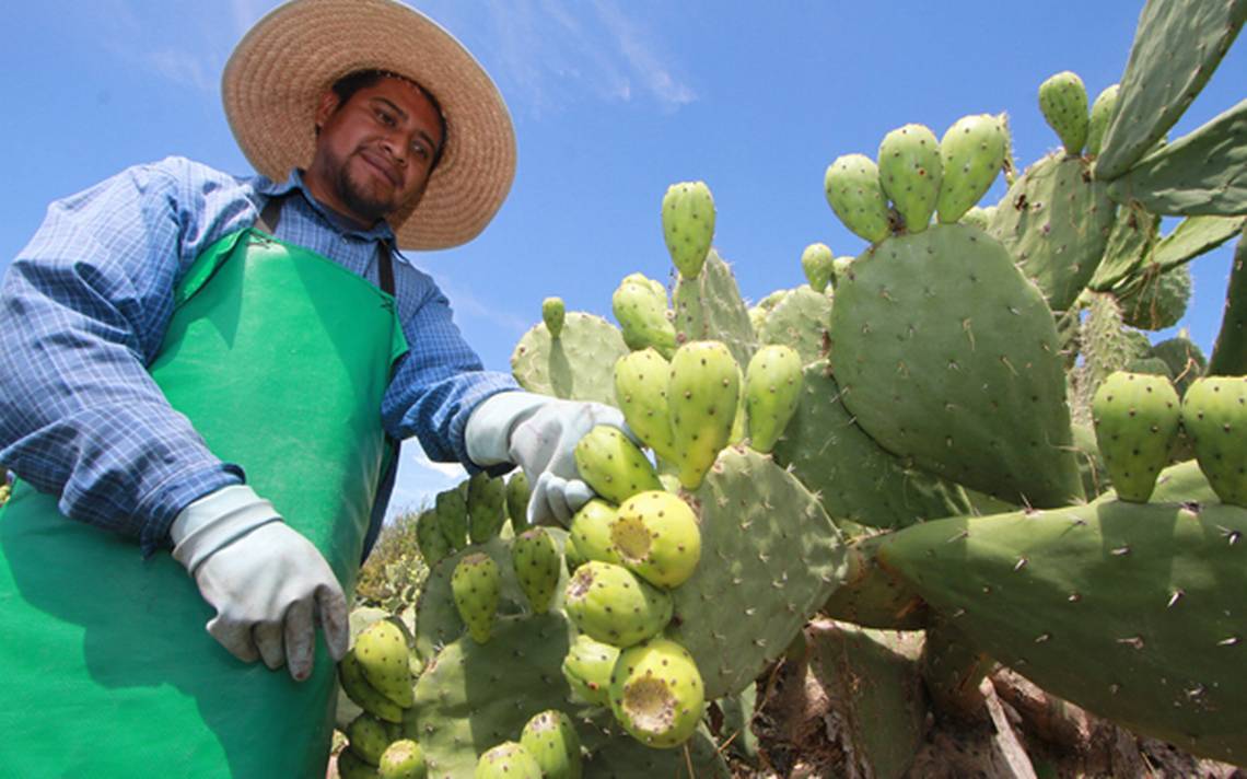 Acatzingo es el paraíso para el cultivo de tunas y nopal