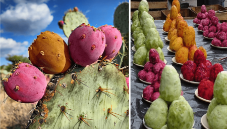 Tunas, la fruta ancestral del nopal y la más representativa de México