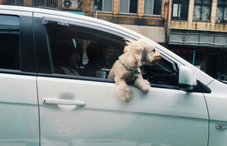 Uber Pet llega a México: el servicio que le hacía falta a nuestras mascotas