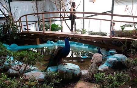 Aviario de la CDMX, un destino ideal para ver y proteger aves rescatadas